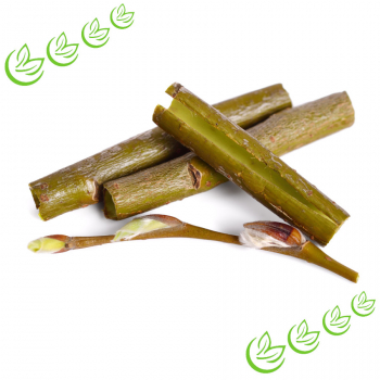 White Willow Bark Extrakt 20 % 5 l